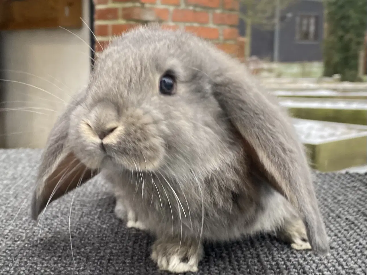 Billede 8 - FRANSK VÆDDER HUN VILDTBLÅ