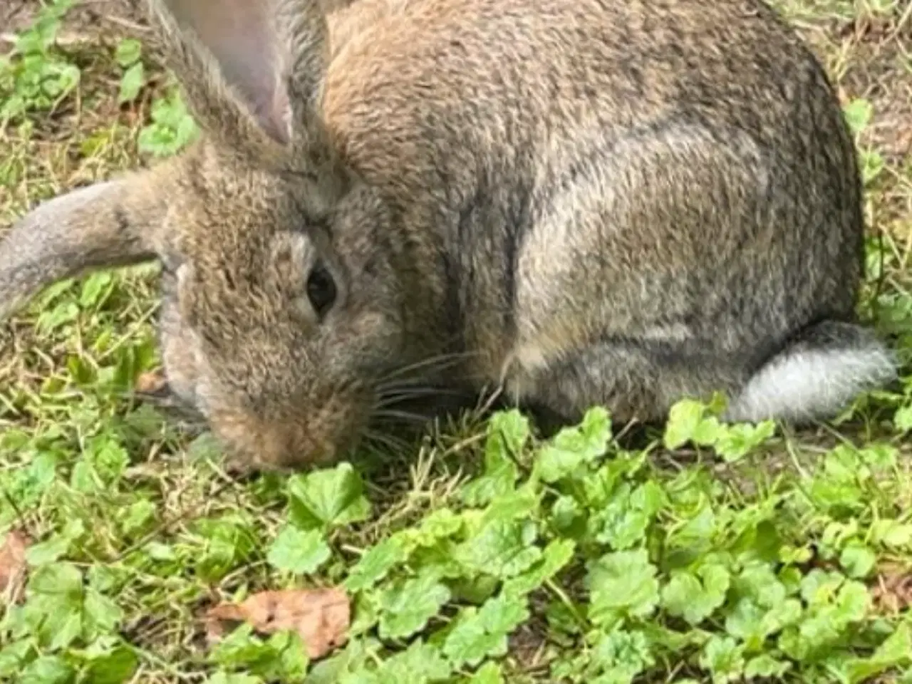 Billede 1 - SØGER! Belgisk kæmpe 