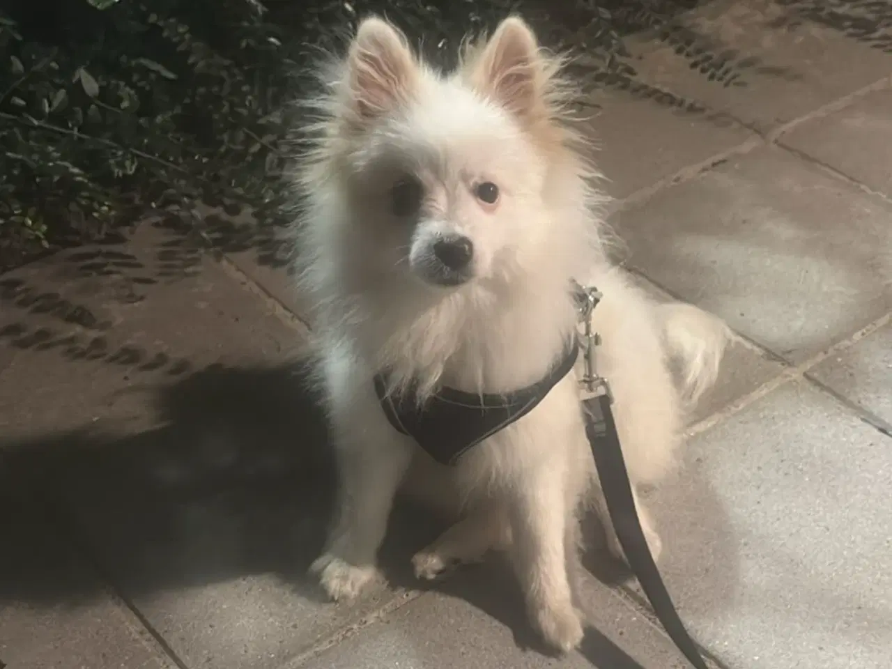 Billede 1 - Sød Pomeranian søger et nyt hjem