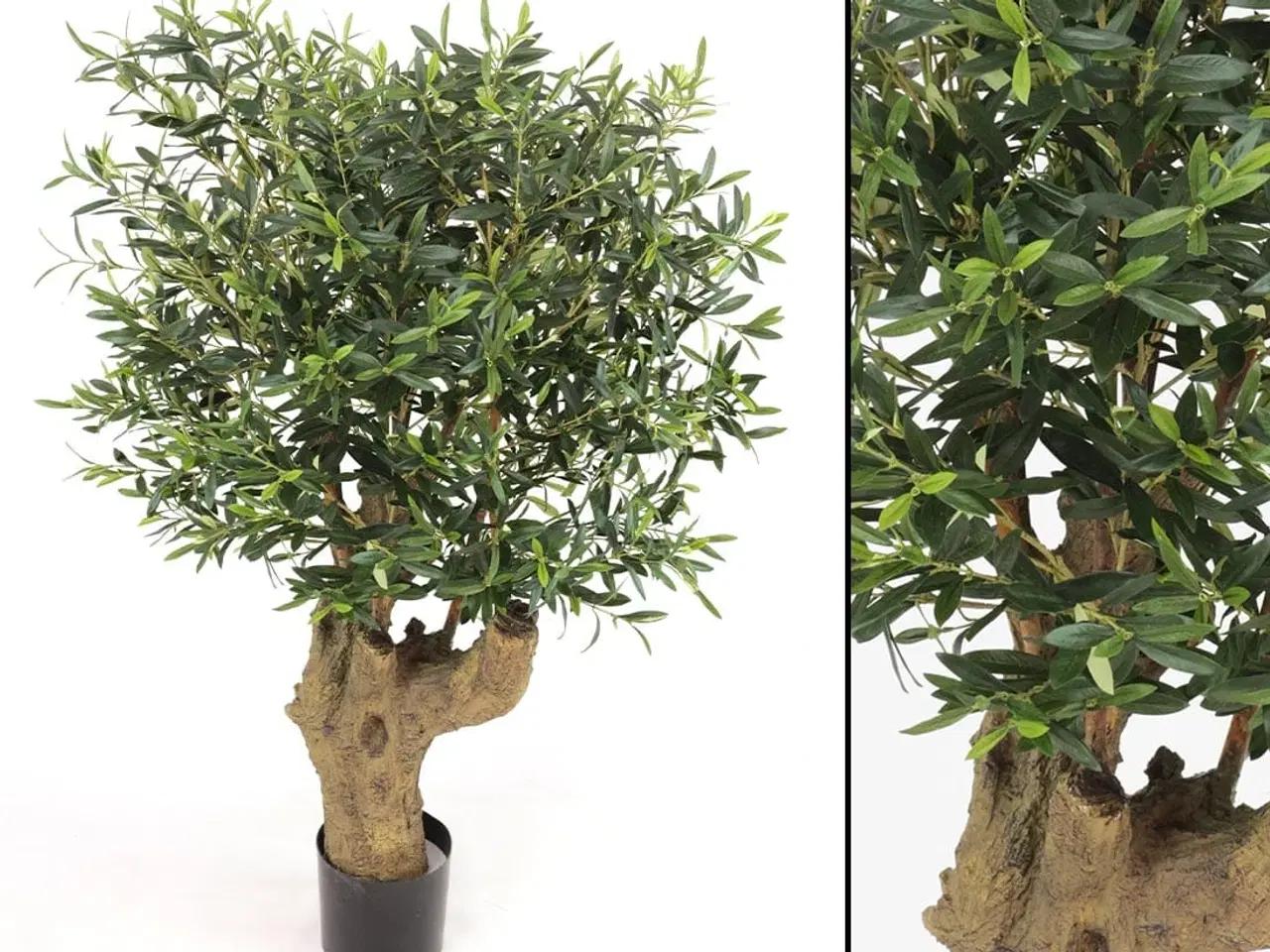 Billede 5 - Oliventræ 140 cm
