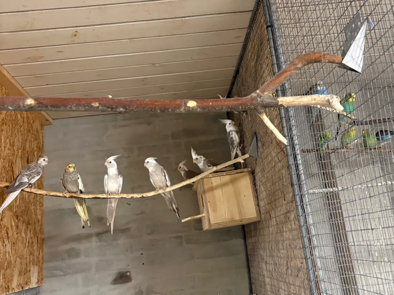 Billede 4 - Nymferparekitter pris pr stk fra 150kr