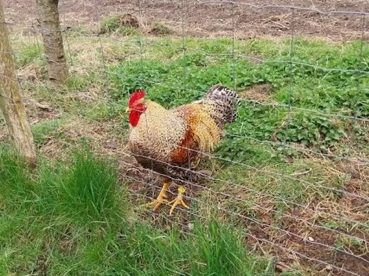 Billede 1 - Bielefelder rugeæg sælges stor race.
