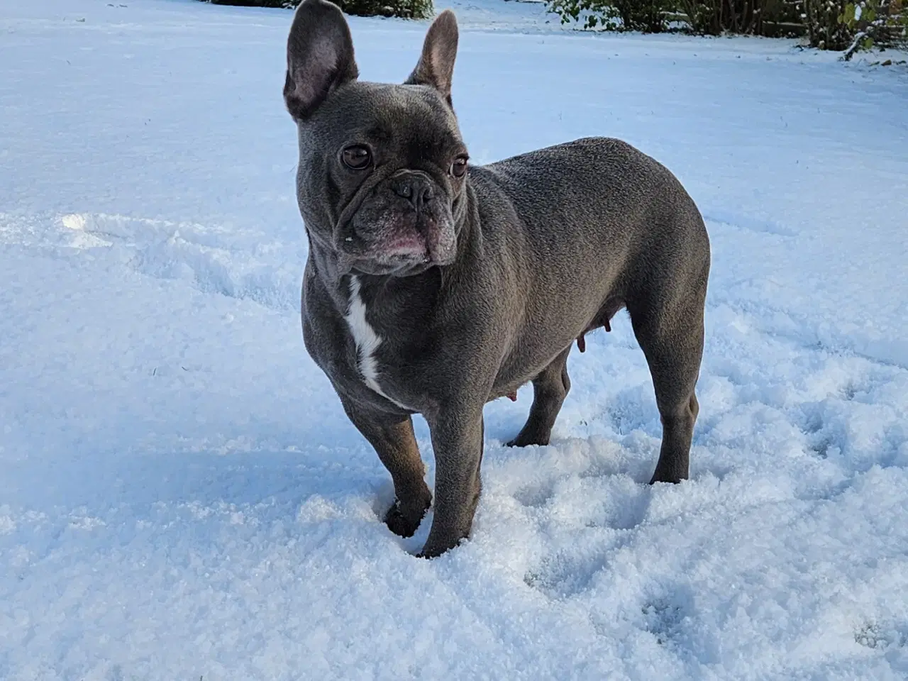 Billede 3 - Fransk bulldog