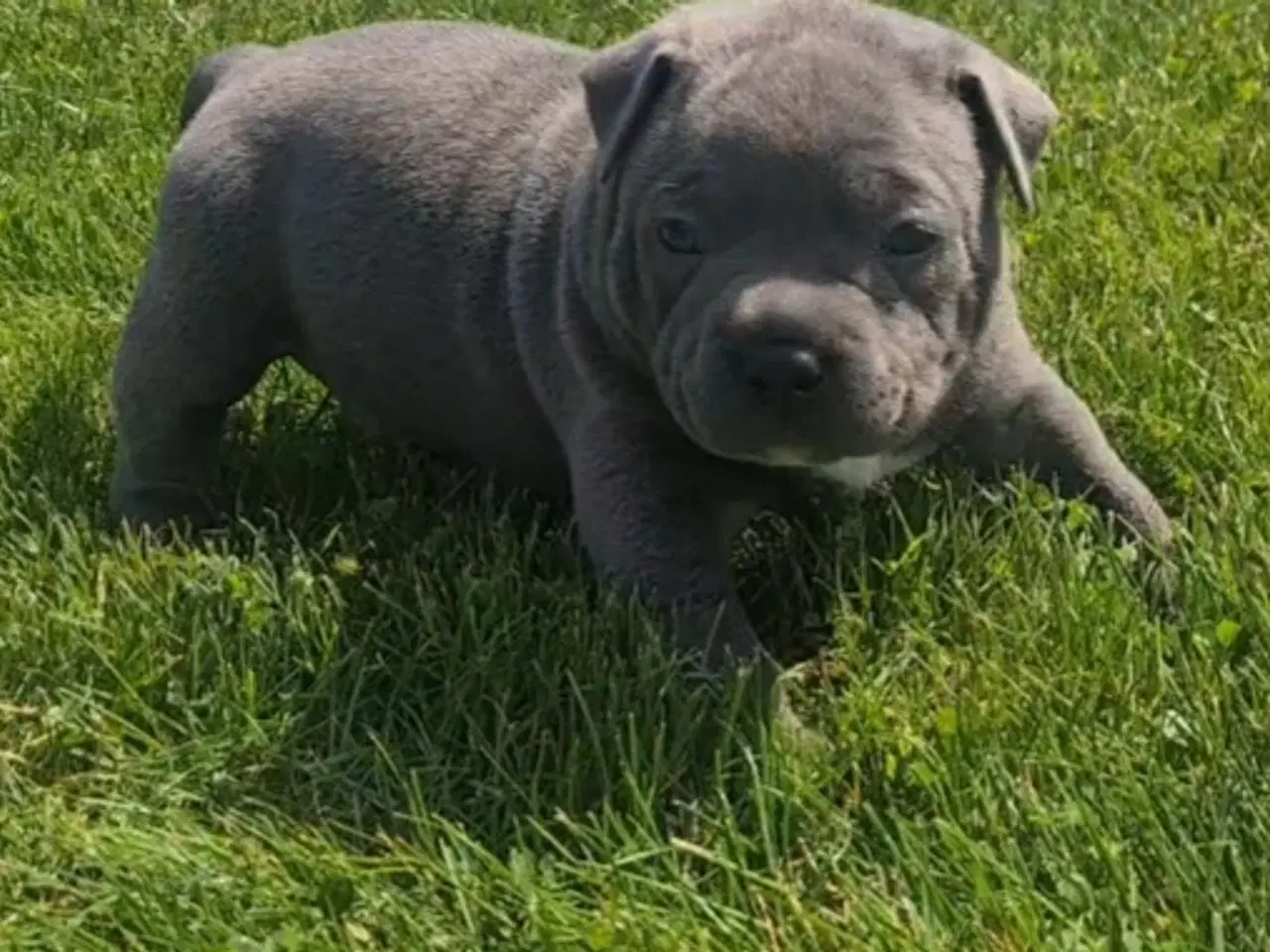 Billede 5 - Dreng American Bully Pocket Blu