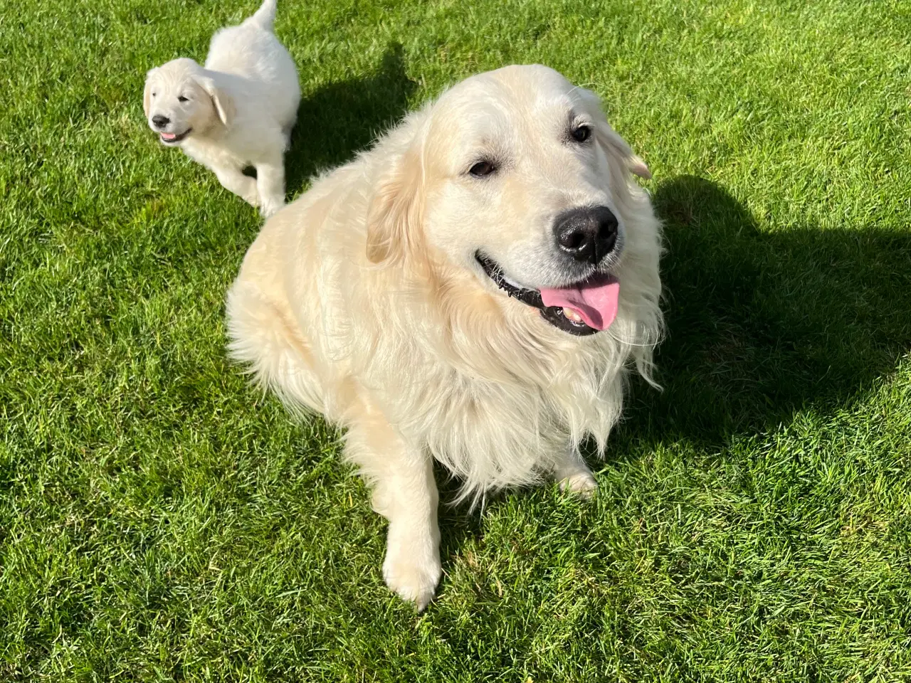 Billede 20 - 7 Golden retriever hvalpe sælges