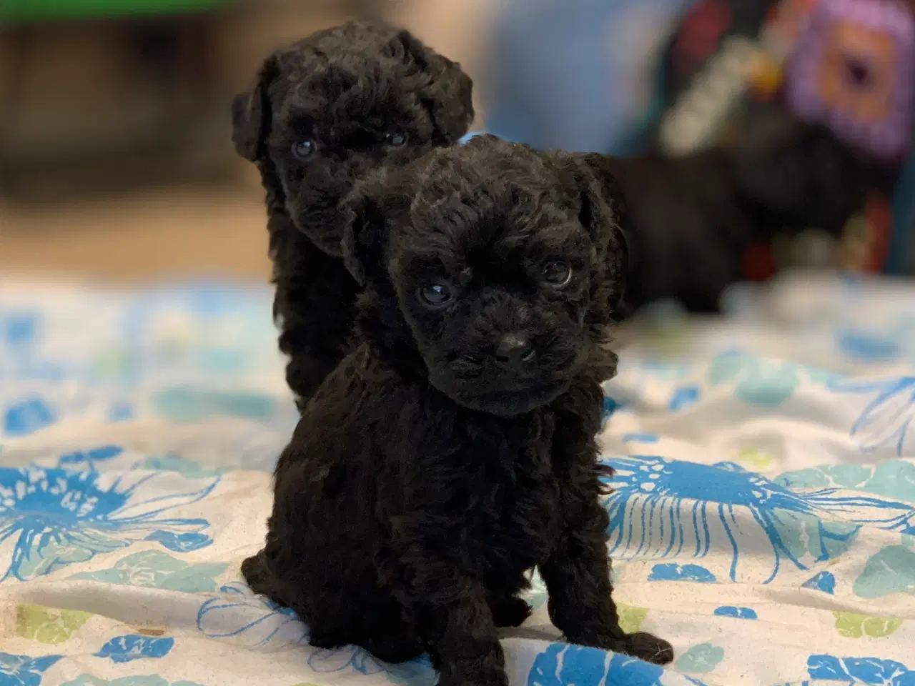 Billede 19 - Mini Maltipoo babyer 