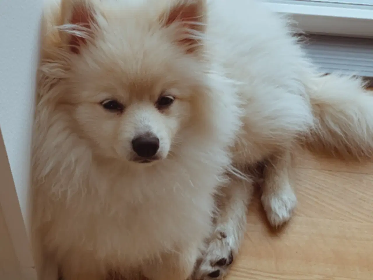 Billede 4 - Smuk cremefarvet hvalp søger nyt og kærligt hjem