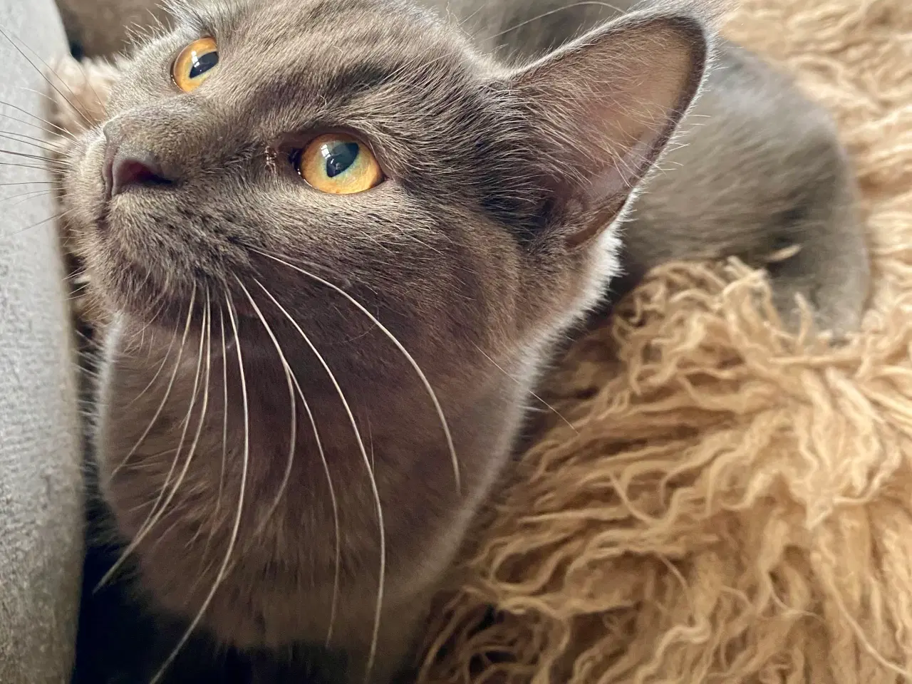 Billede 15 - Maine Coon/Perser/Huskat killinger