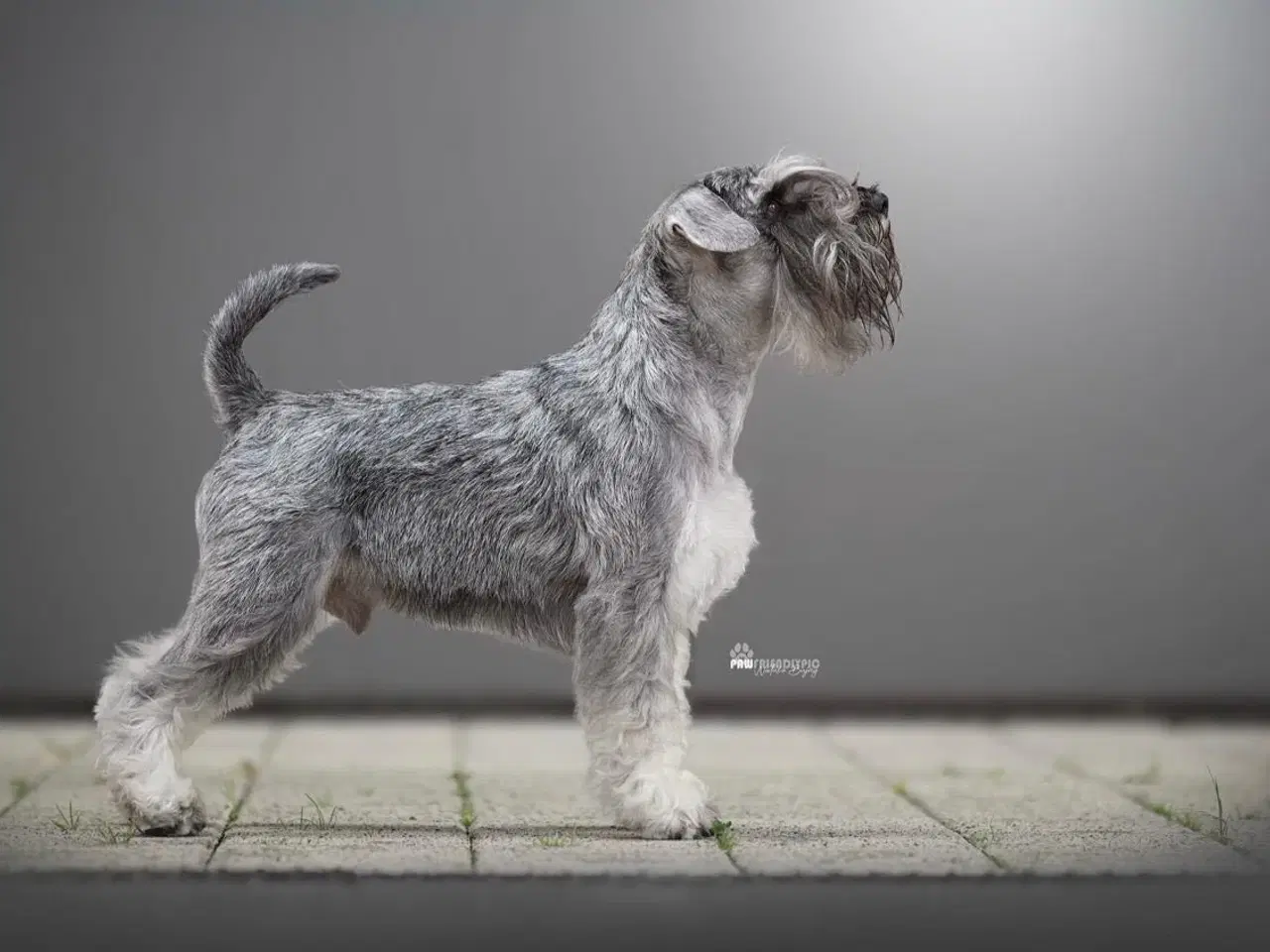 Billede 4 - Miniature Schnauzer – kommende kuld Garywild FCI