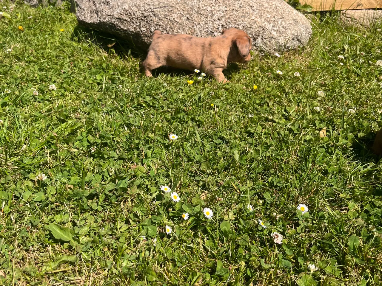 Billede 3 - Gravhund