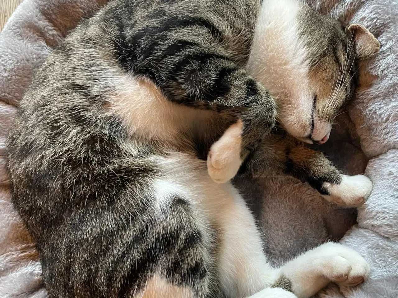 Billede 3 - Opflaskede, kastrerede hankatte