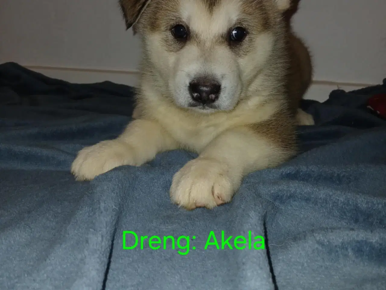 Billede 1 - Alaskan malamute hvalpe født d 8 november