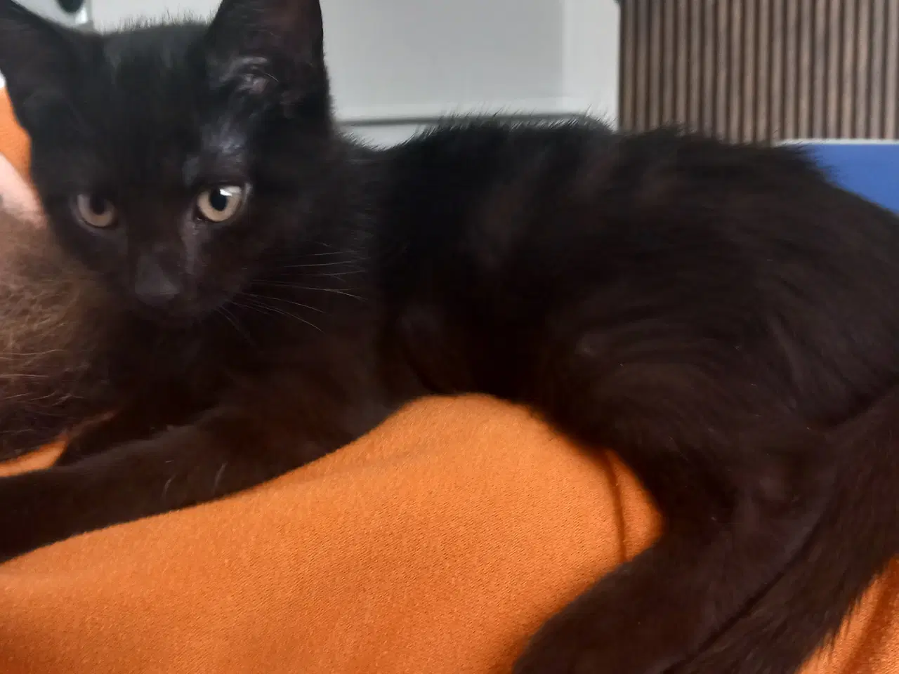 Billede 9 - 11 uger killinger 