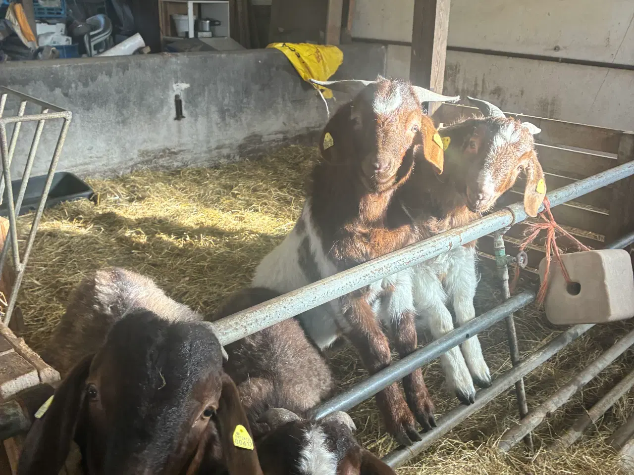 Billede 2 - Gimmer & bukke 