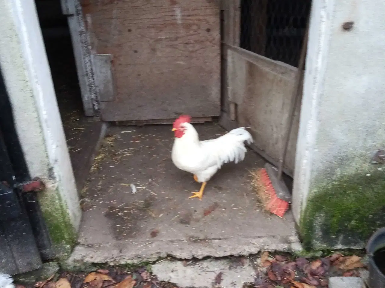 Billede 1 - Hane 5 måneder