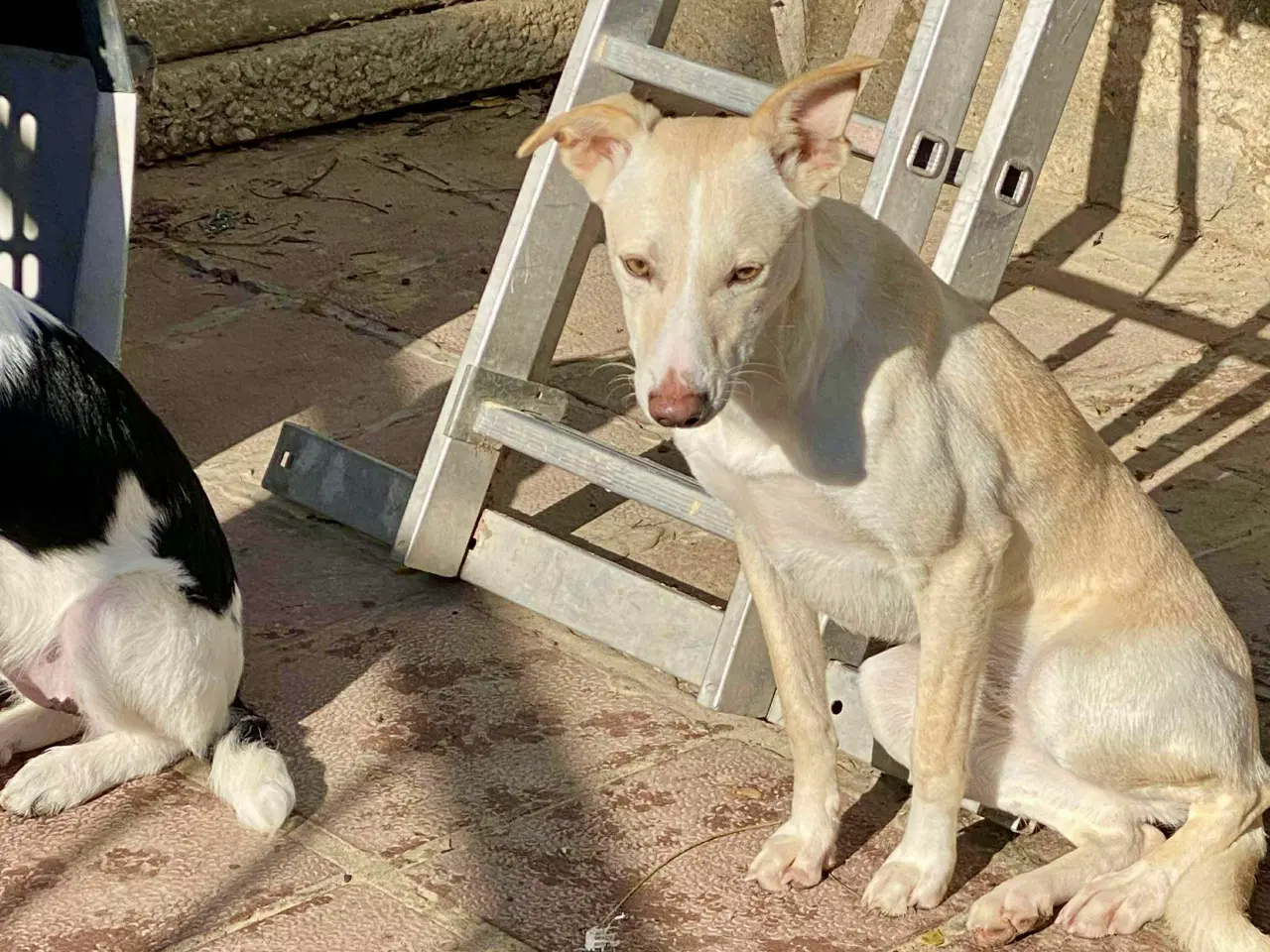 Billede 4 - Vidunderlige Lotus søger sin helt egen familie 🥰