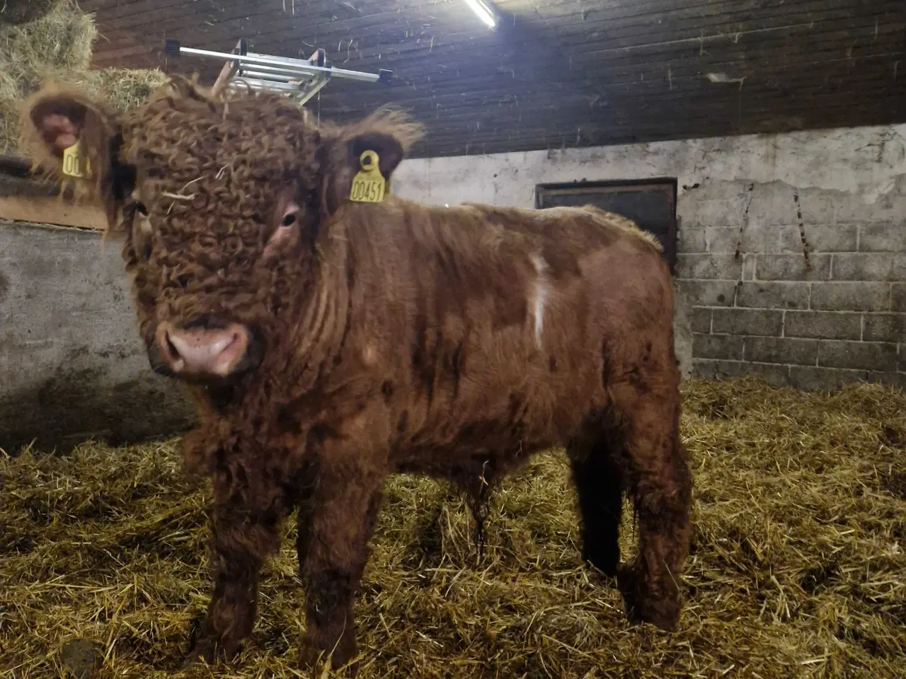 Billede 1 - Galloway tyrekalv sælges 