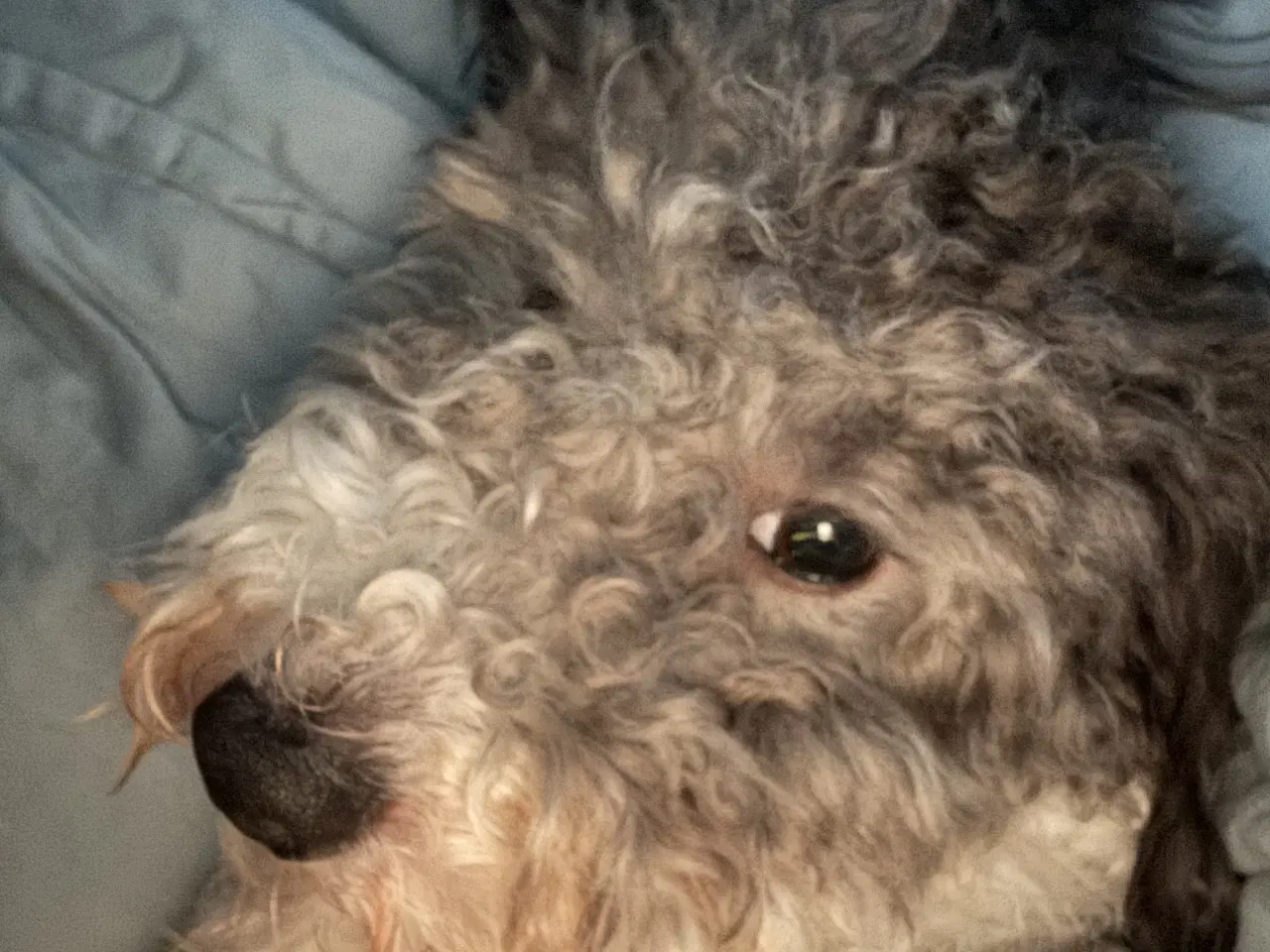 Billede 2 - Sødeste og kærligste cavapoo 