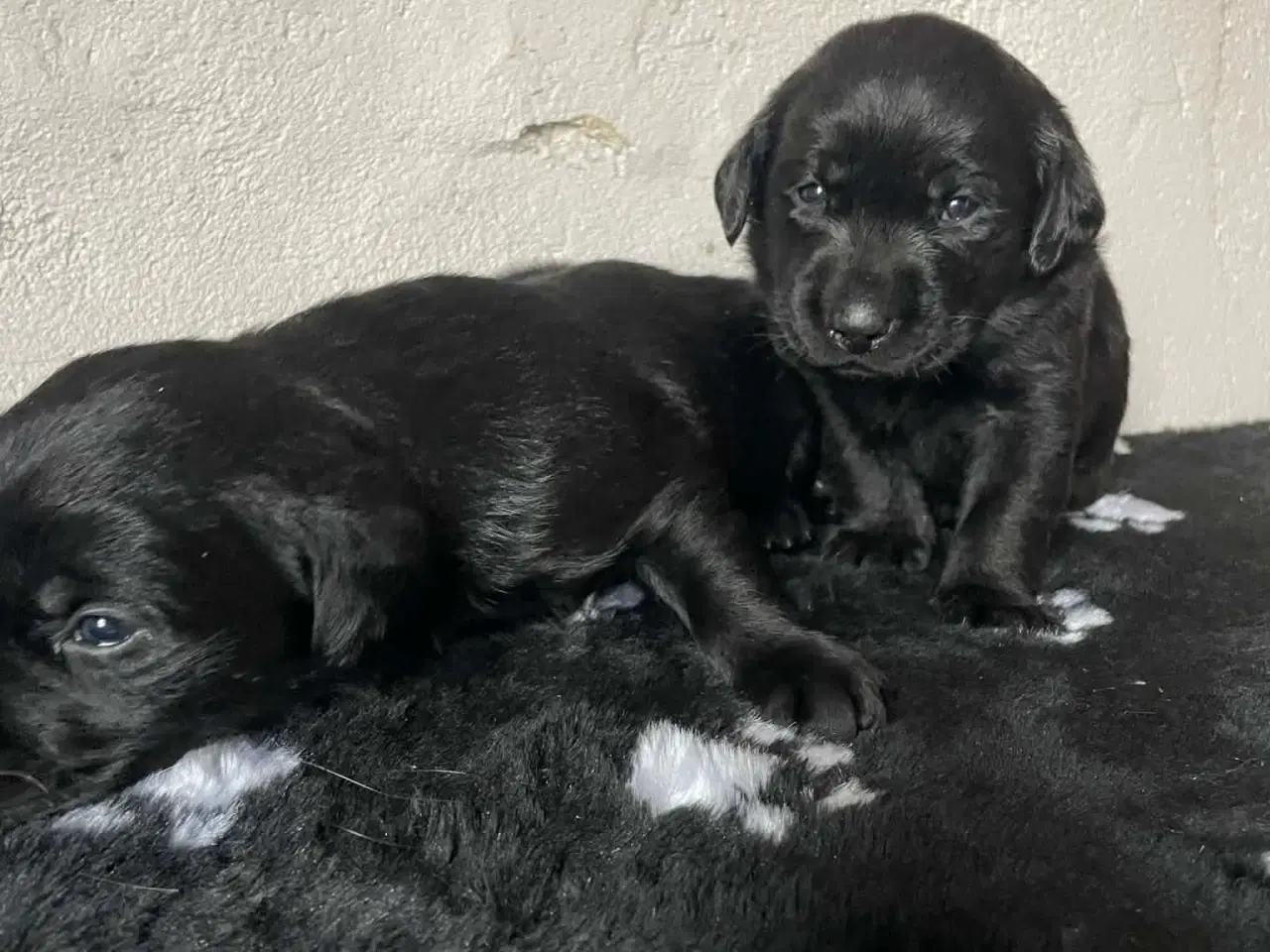 Billede 3 - Skønne labradorhvalpe sælges