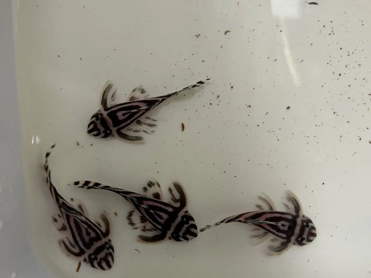 Billede 7 - L46 Hypancistrus Zebra