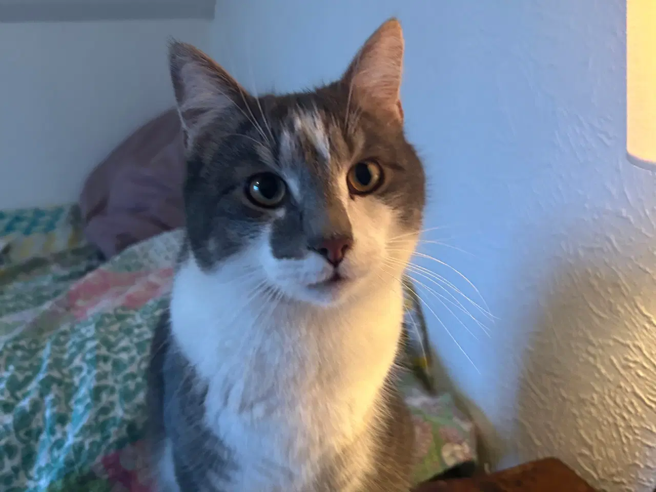 Billede 2 - Patch søger plejehjem