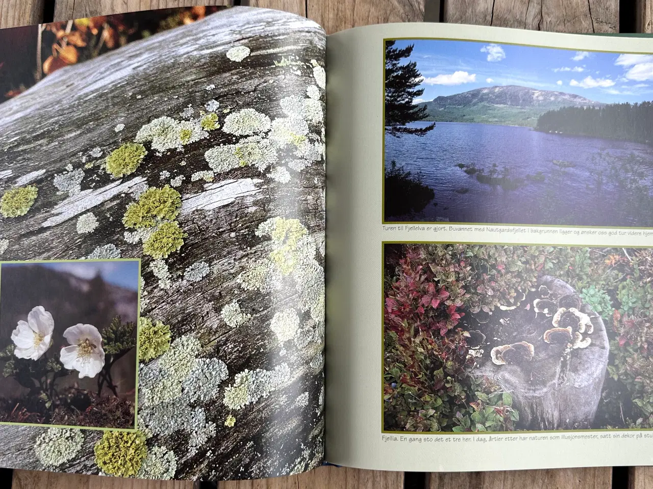 Billede 4 - Med Kamera i Norsk Natur – Nils Viker – Norsk