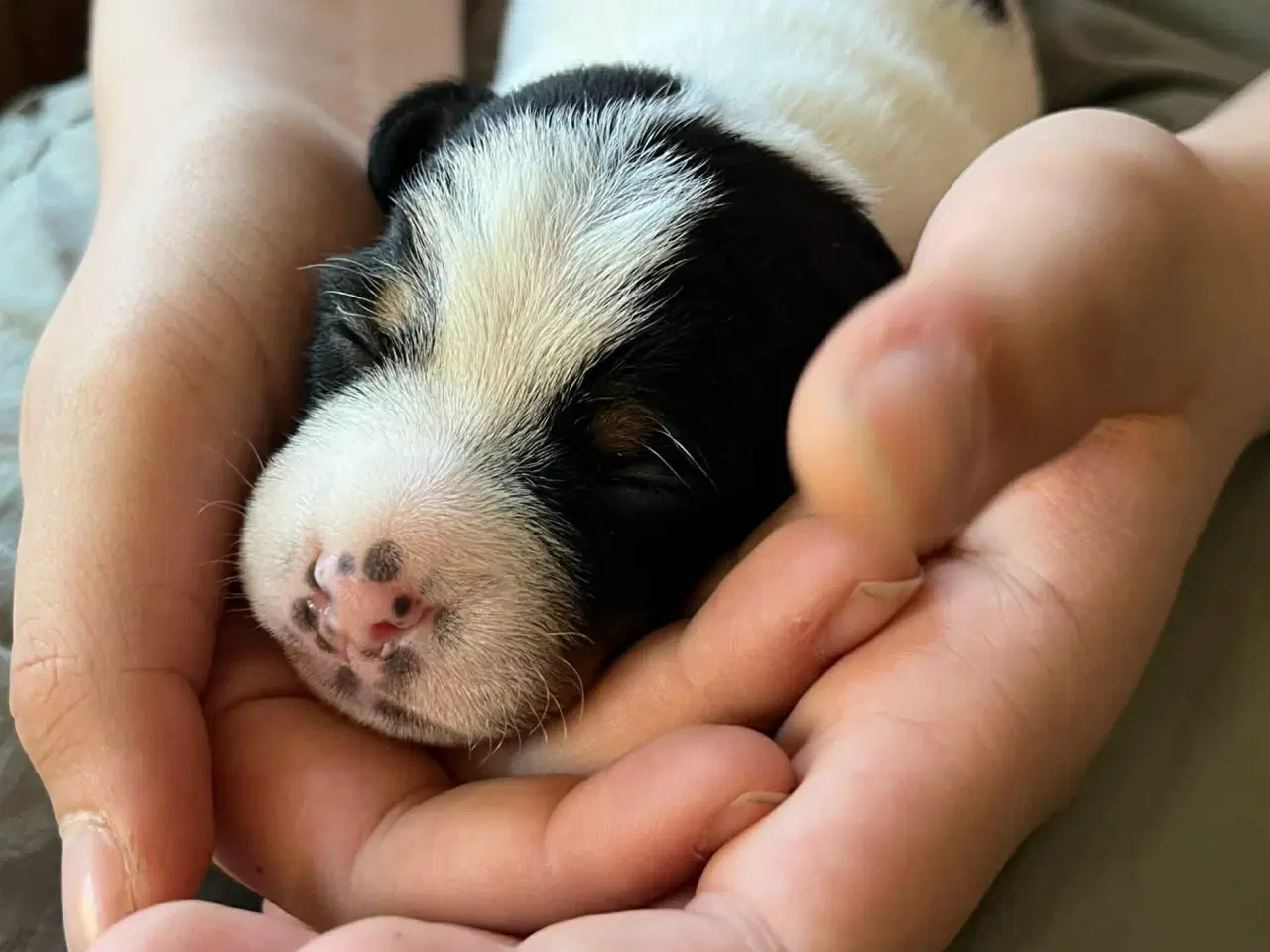 Billede 3 - Tre Dansk Svenske Gårdhunde hvalpe sælges