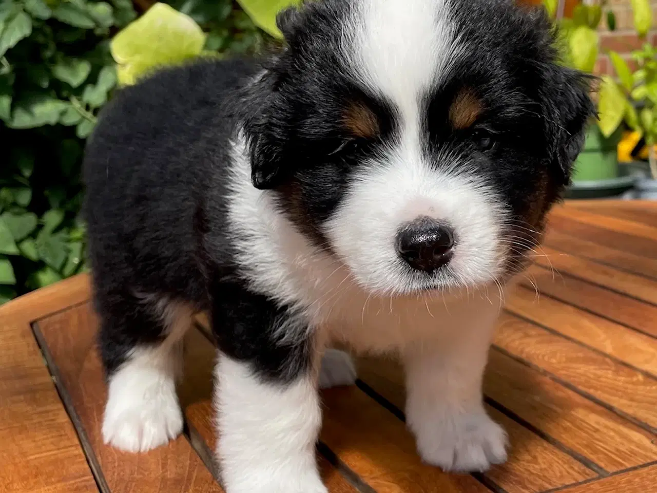 Billede 4 - 4 stk. Miniature American Shepherd,  30. august