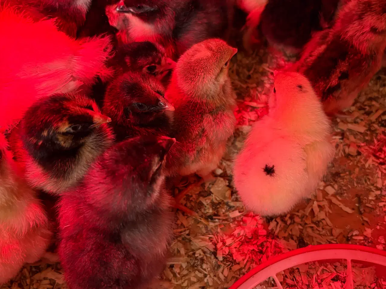 Billede 2 - Daggamle kyllinger