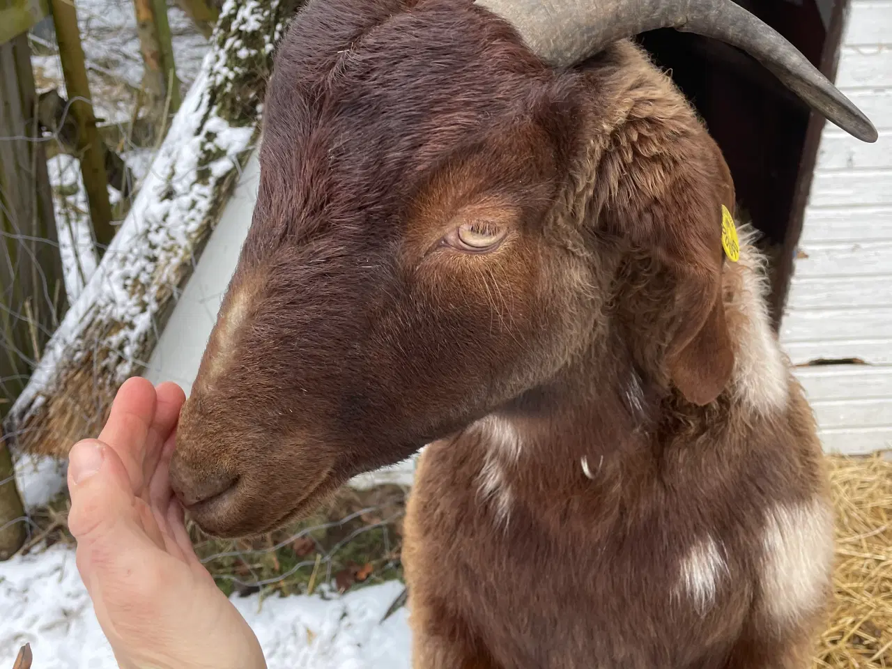 Billede 1 - Kærlig nyt hjem søges til to søde geder 🐐 🐐 