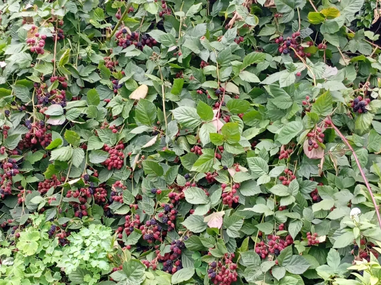 Billede 8 - Brombær Tornfri