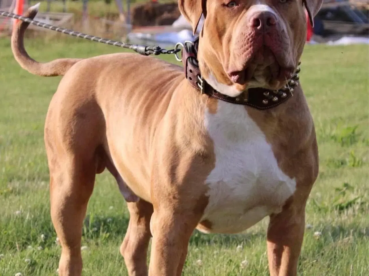 Billede 1 - American Bully tilbydes til avl 