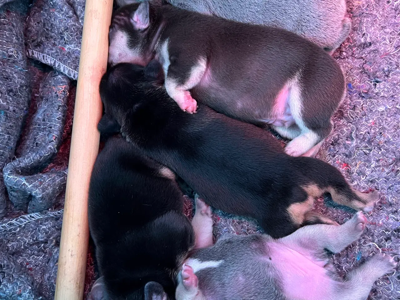 Billede 14 - Fransk bulldoghvalpe  pragteksemplar af forældre.