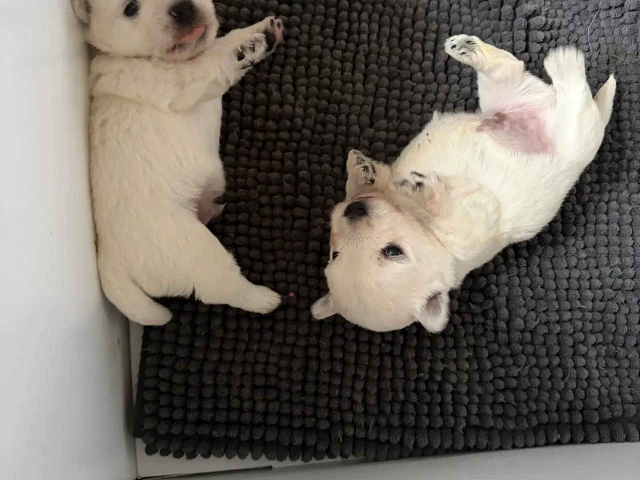 Billede 2 - 2 Westie drenge ( West highland White terrier)