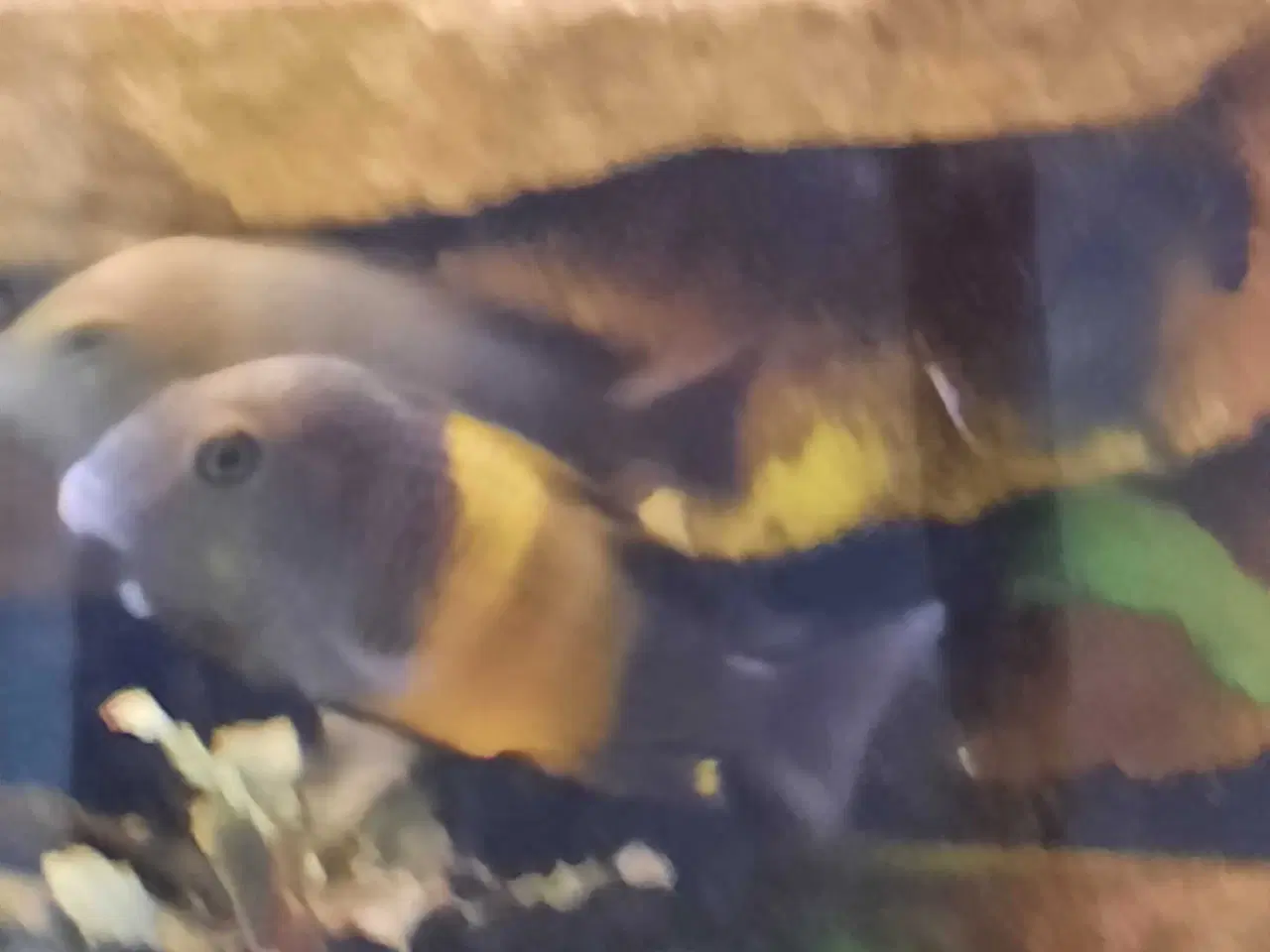 Billede 3 - Tropheus 