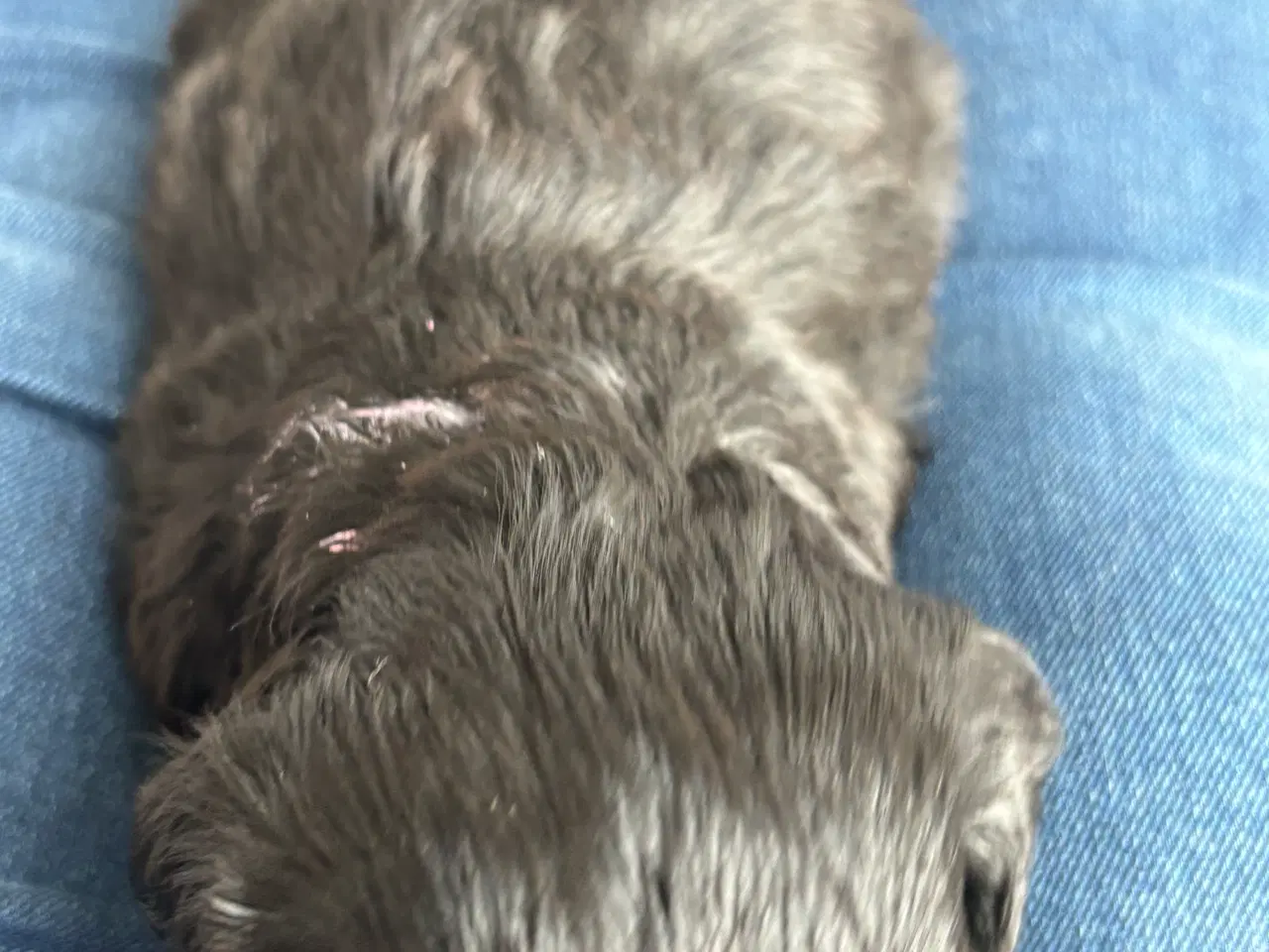Billede 20 - Toy Cockapoo Doodle / Labradoodle