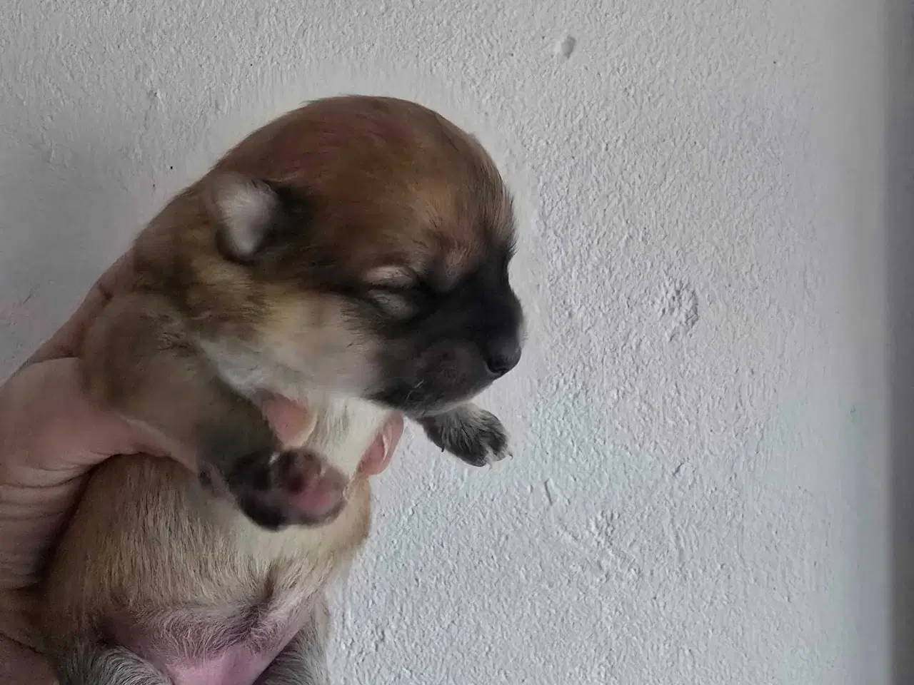 Billede 6 - 3 skønne piger