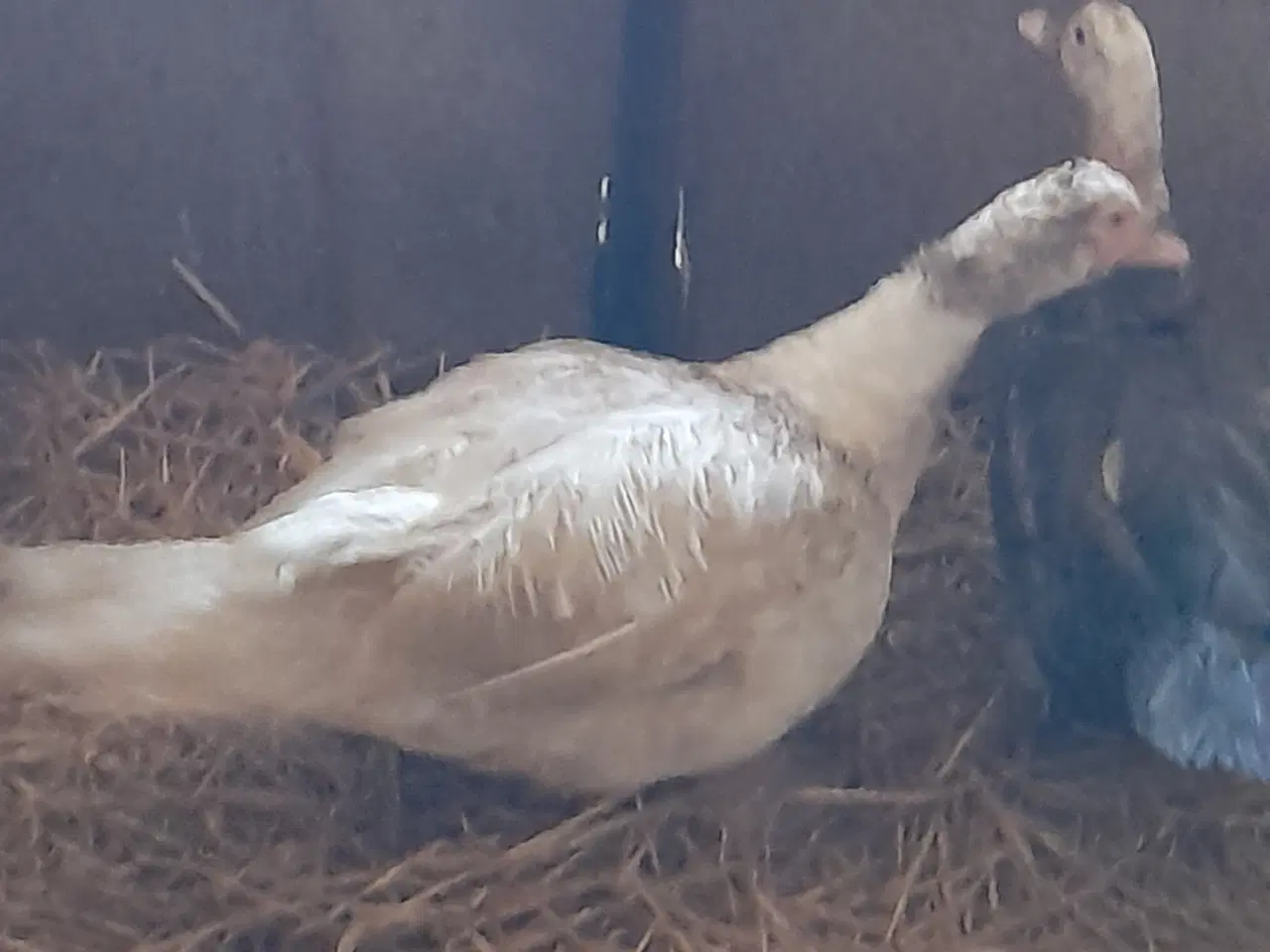 Billede 1 - Moskusænder