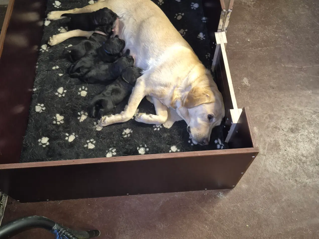 Billede 1 - Labrador hvalpe 