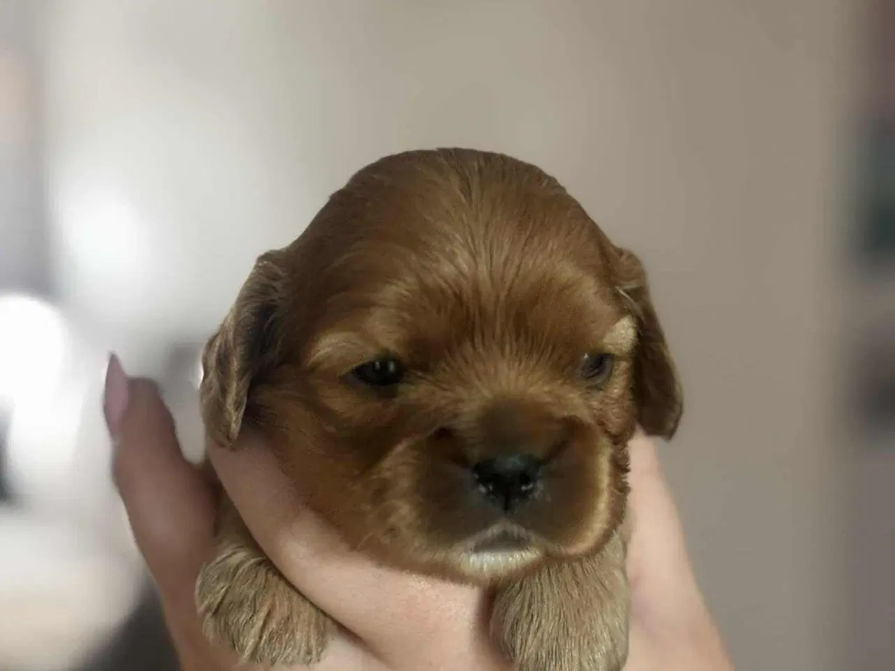 Billede 6 - Cavalier King Charles spaniel hvalpe 