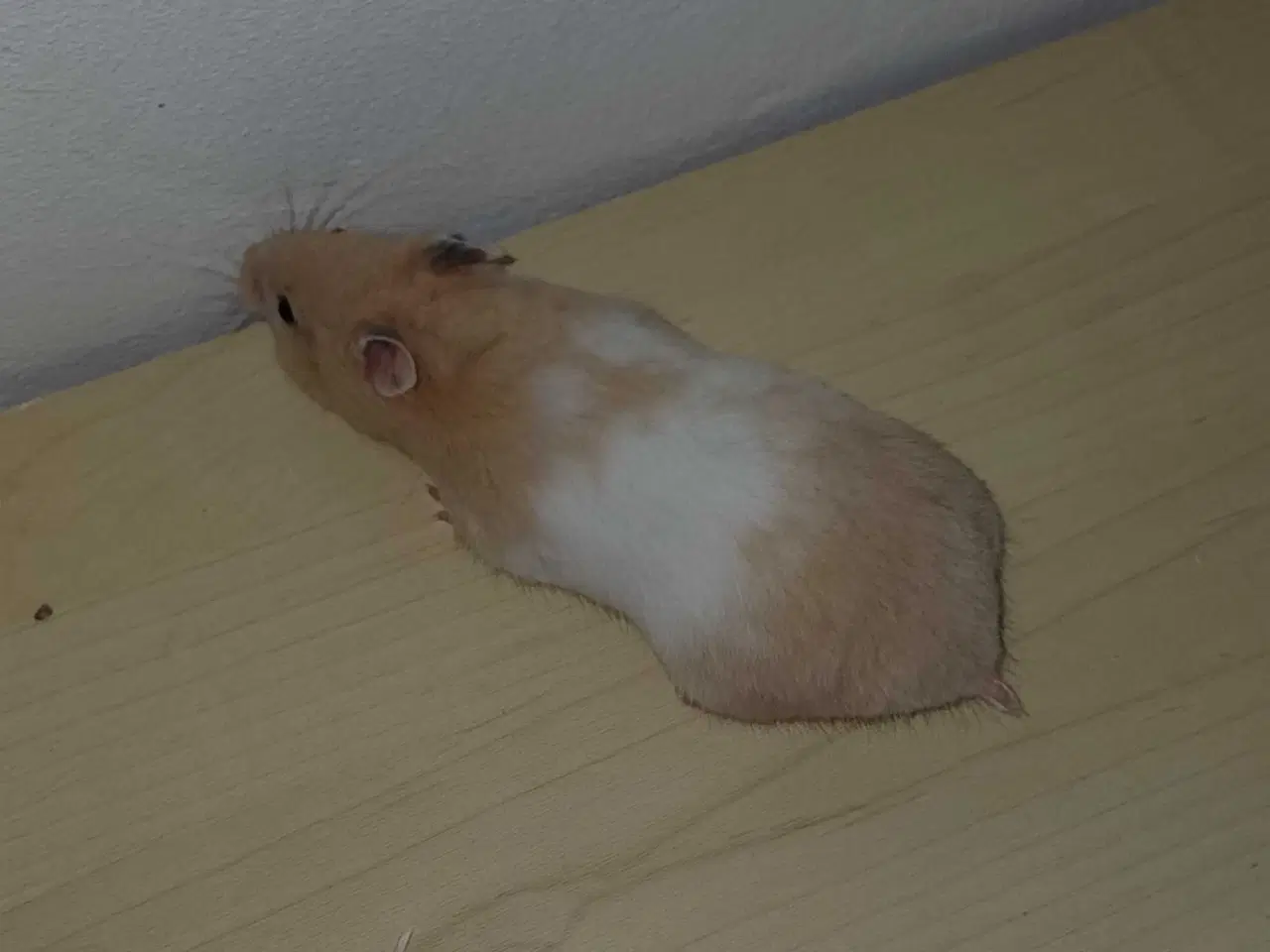 Billede 10 - Guldhamster unger 