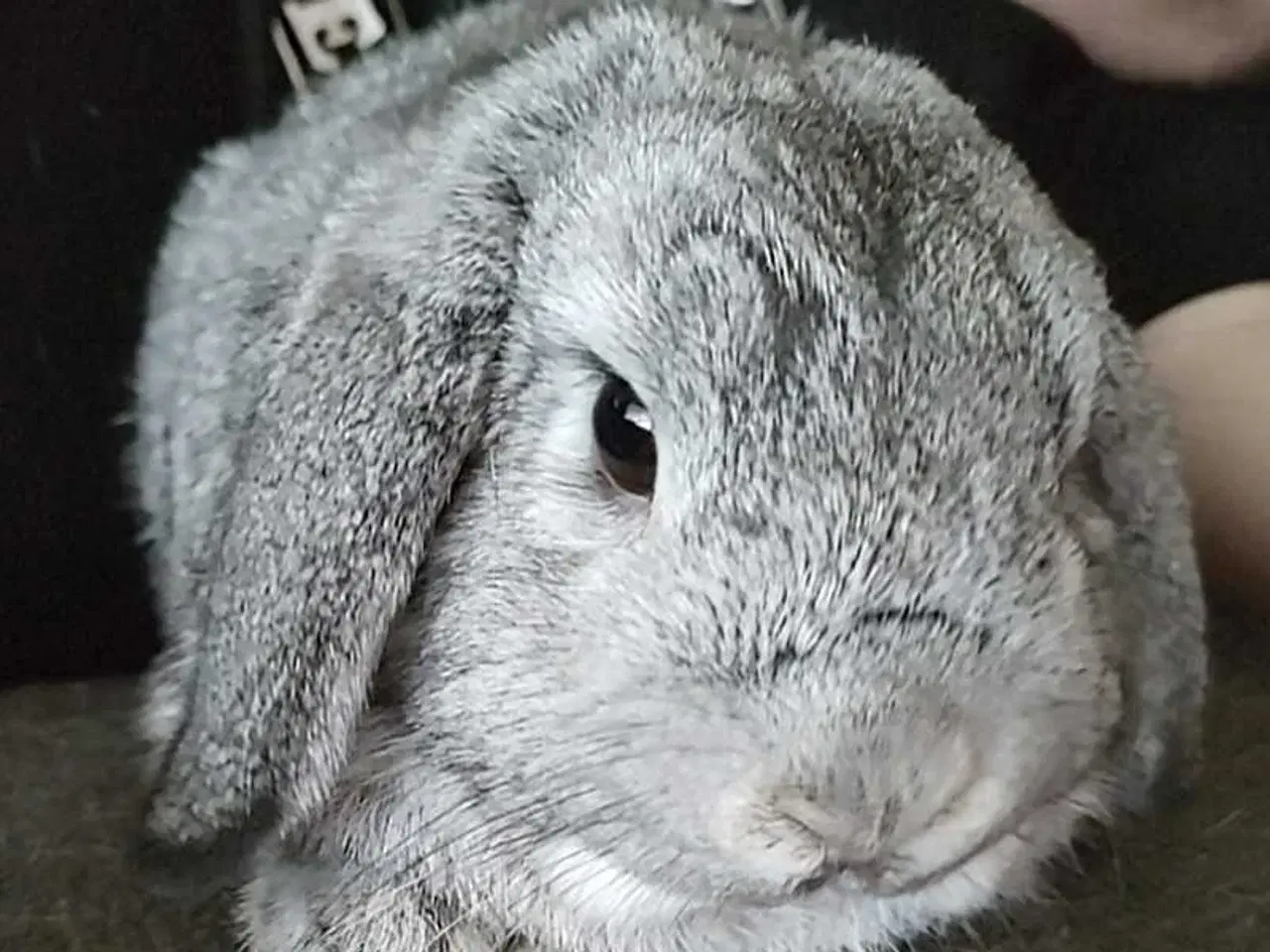 Billede 1 - Minilop han sgr hjem