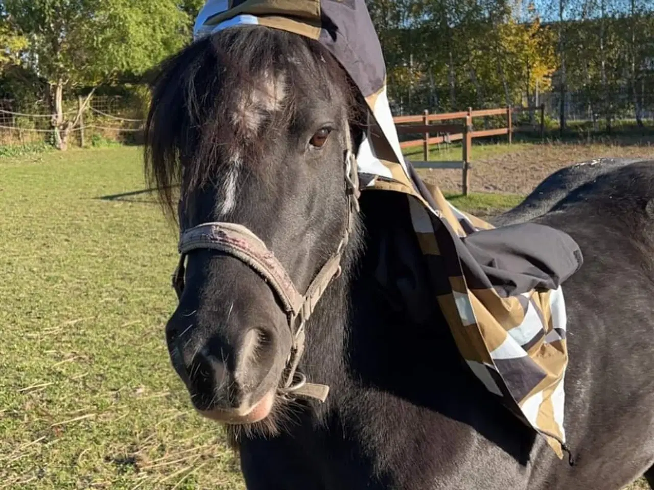 Billede 7 - Skøn Tinker/Irish Cob hoppe