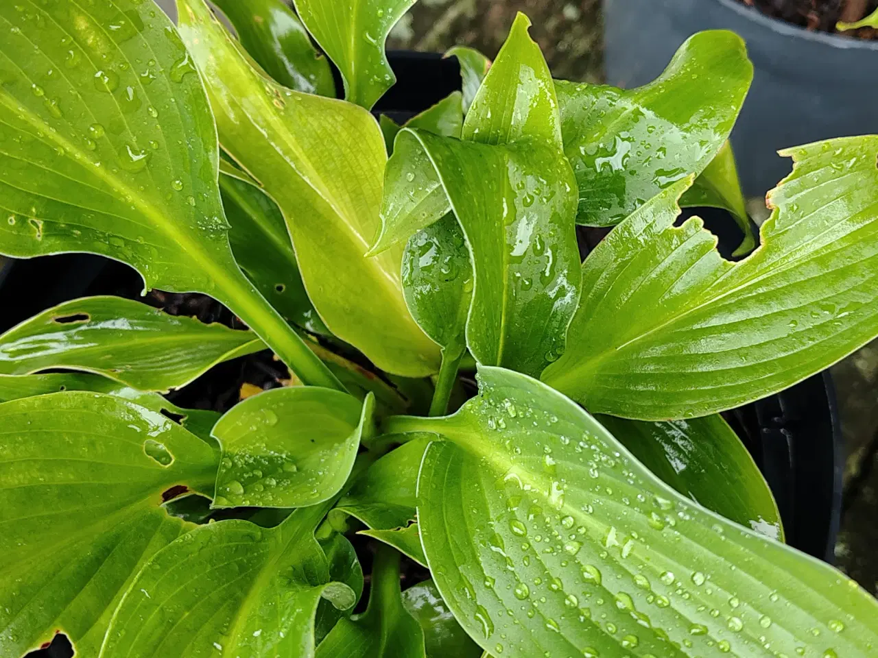Billede 3 - Hosta i potte 