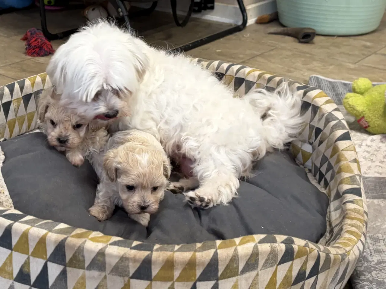 Billede 18 - Mini Maltipoo babyer 