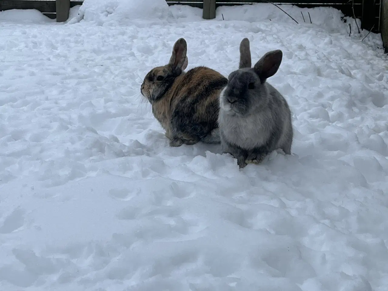 Billede 1 - To søde hunkaniner