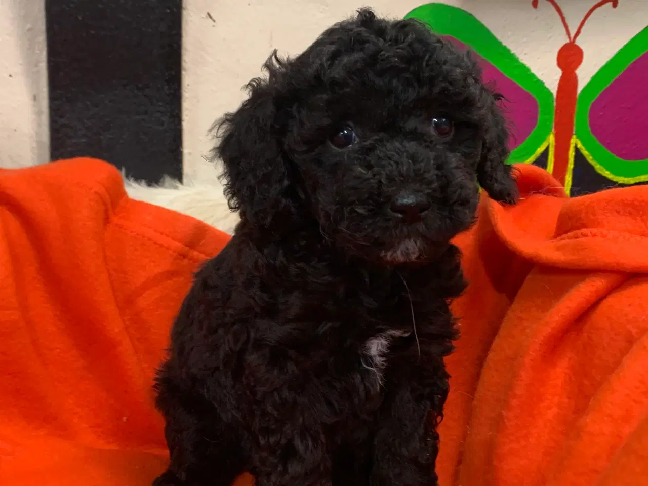 Billede 2 - Små fine mini Maltipoo babyer