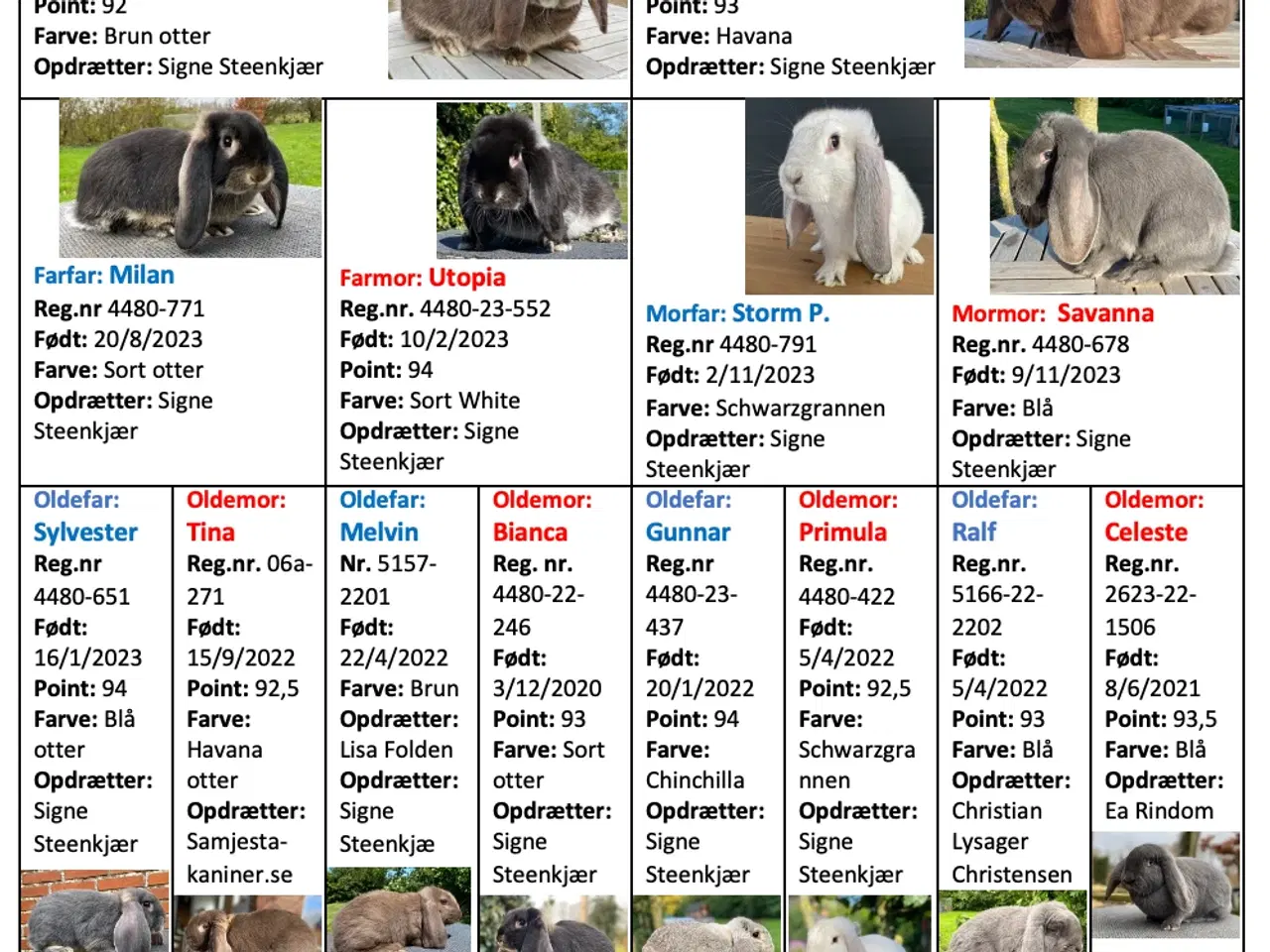 Billede 1 - FRANSK VÆDDER HAN HAVANA