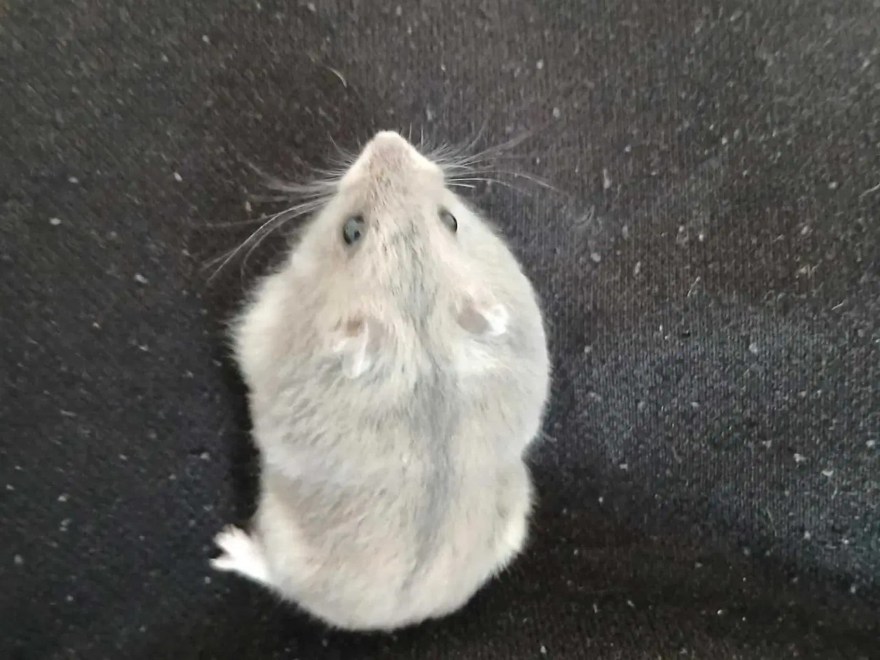 Billede 6 - Dværghamster unger 