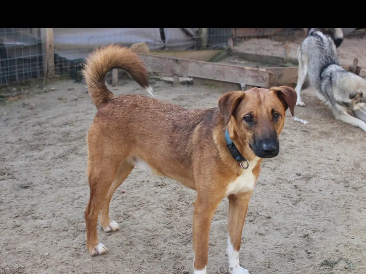 Billede 2 - Sødeste Alik søger familie